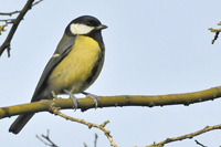 Parus major